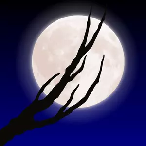 Moon and a tree branch
